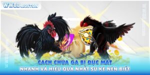 Cách Chữa Gà Bị Đục Mắt Nhanh Và Hiệu Quả Sư Kê Nên Biết