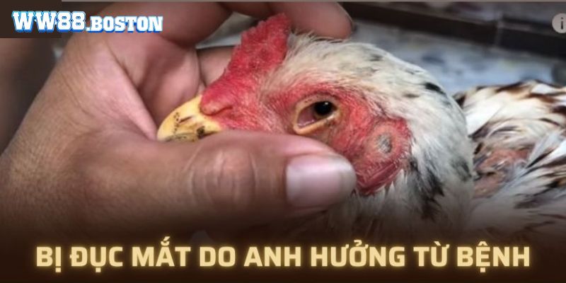 Nguyên nhân gà chọi bị đục mắt