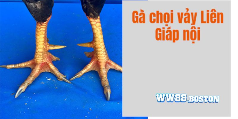 Tìm hiểu về những loại vảy liên giáp hiện nay